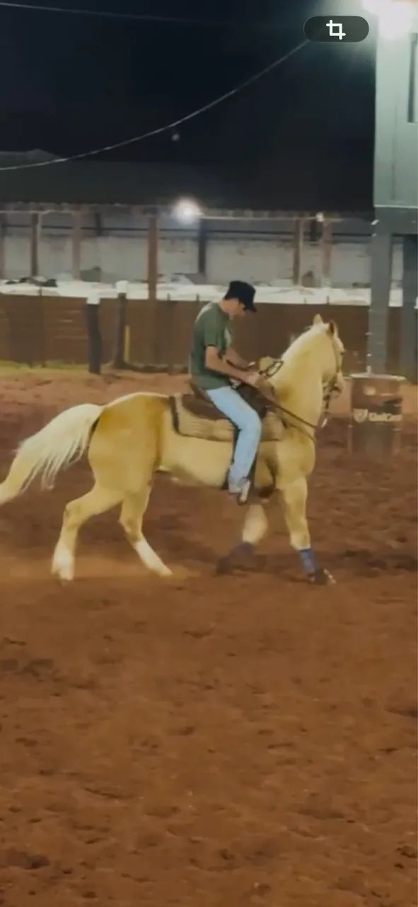 Cavalo QM Três tambores  - Foto 3