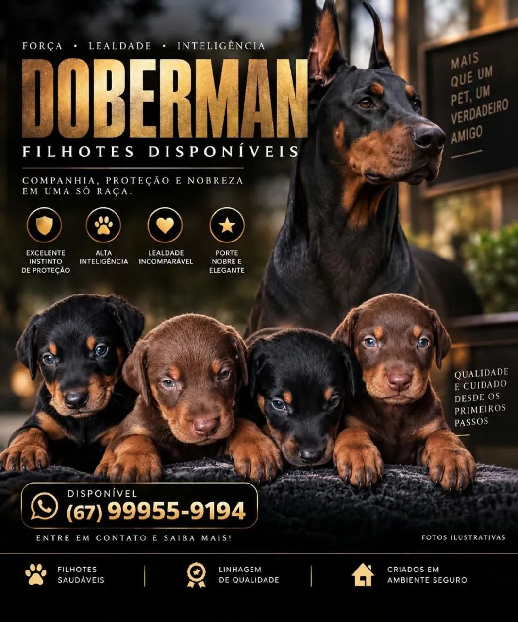 Canil Doberman  - Foto 2