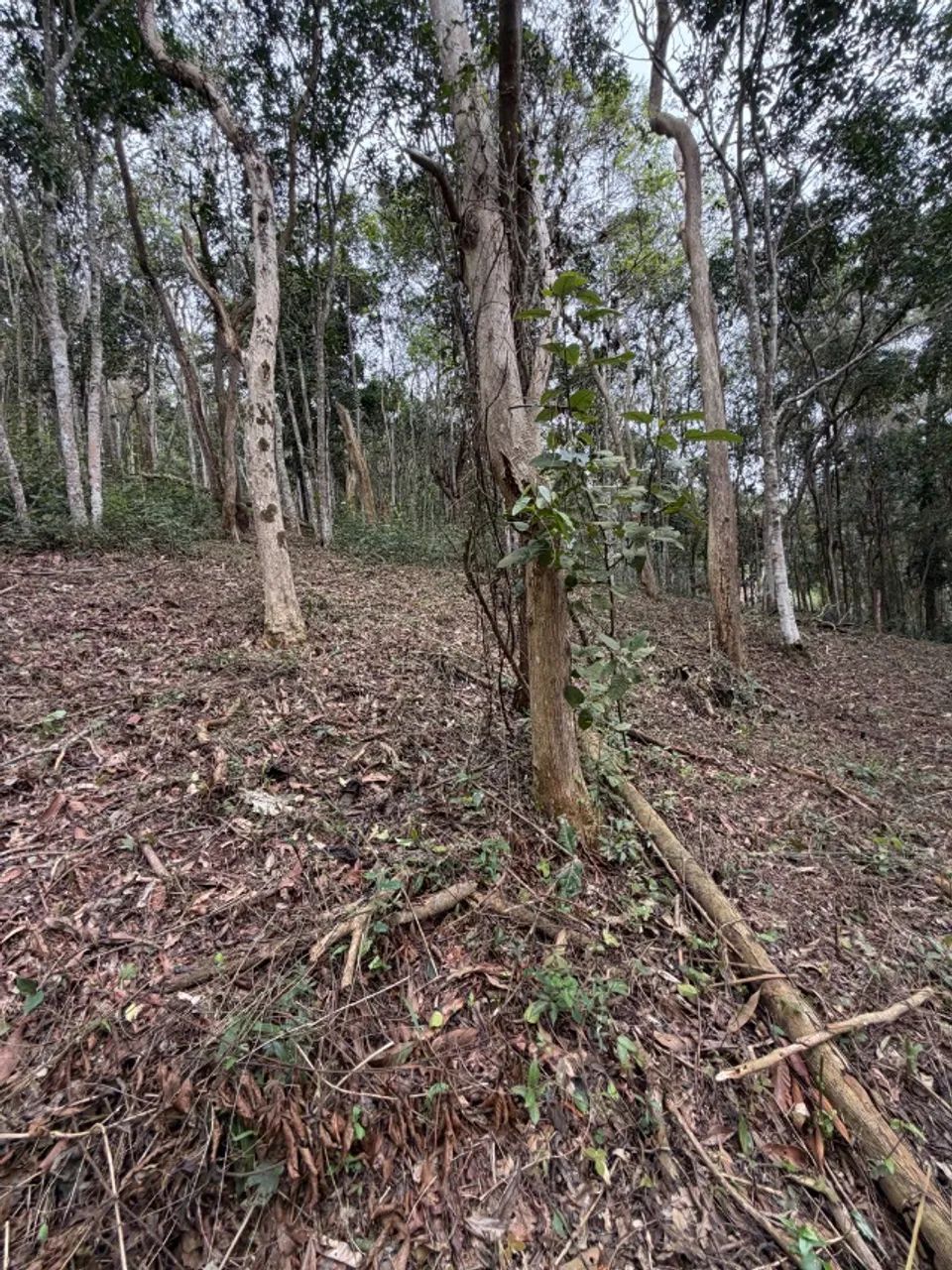 Terreno no coração do Vale das Videiras 2.000 m2 - Foto 5