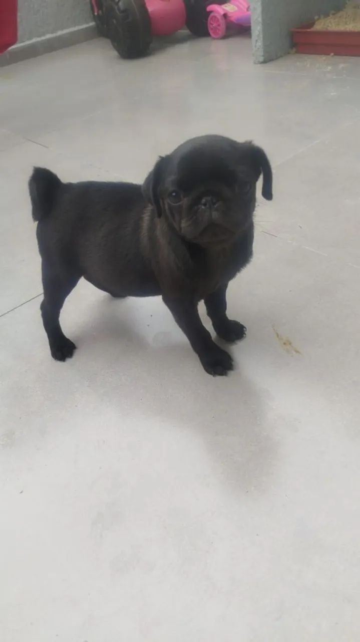 Cachorro  - Foto 3