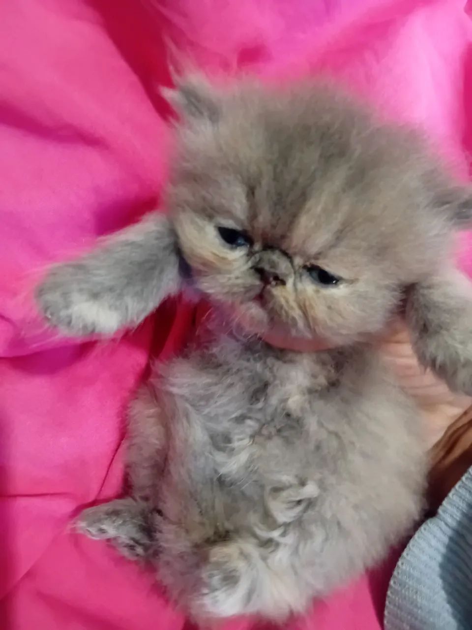 PERSAS FILHOTES RESERVA 