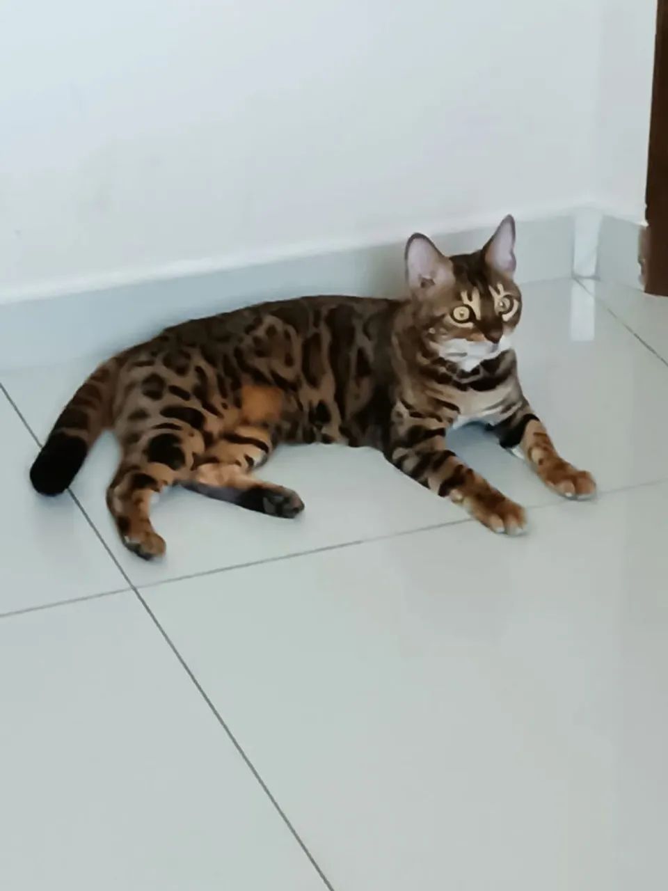 Gata bengal