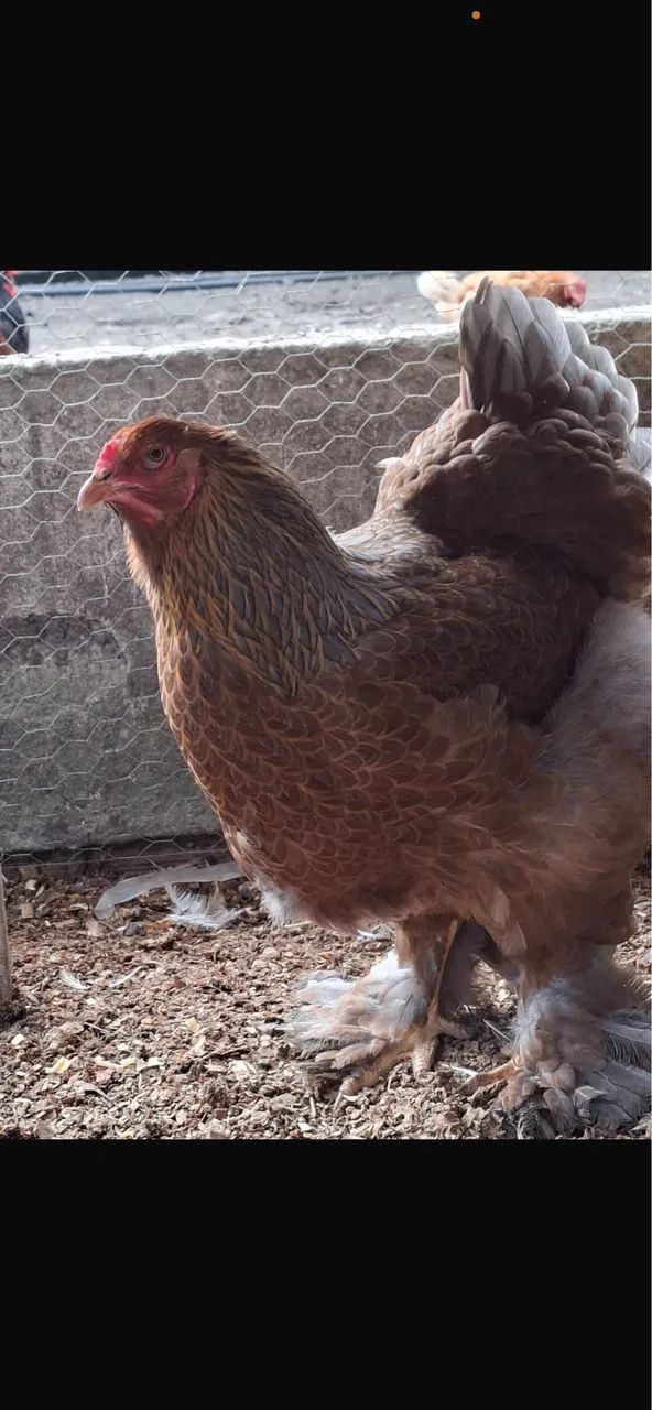 Galinha e frango  e adubo  - Foto 4
