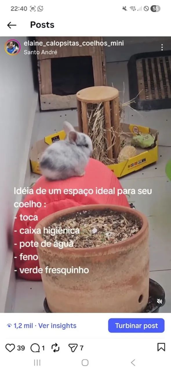 Coelho pet  - Foto 4