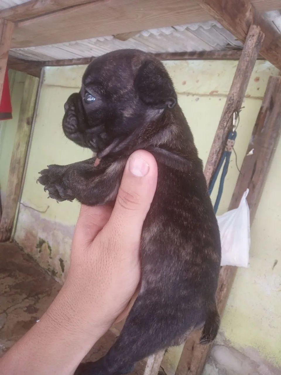 Mãe e filha venda Bulldog francês  - Foto 5