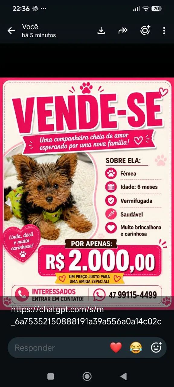Vende-se yorkshire  - Foto 2