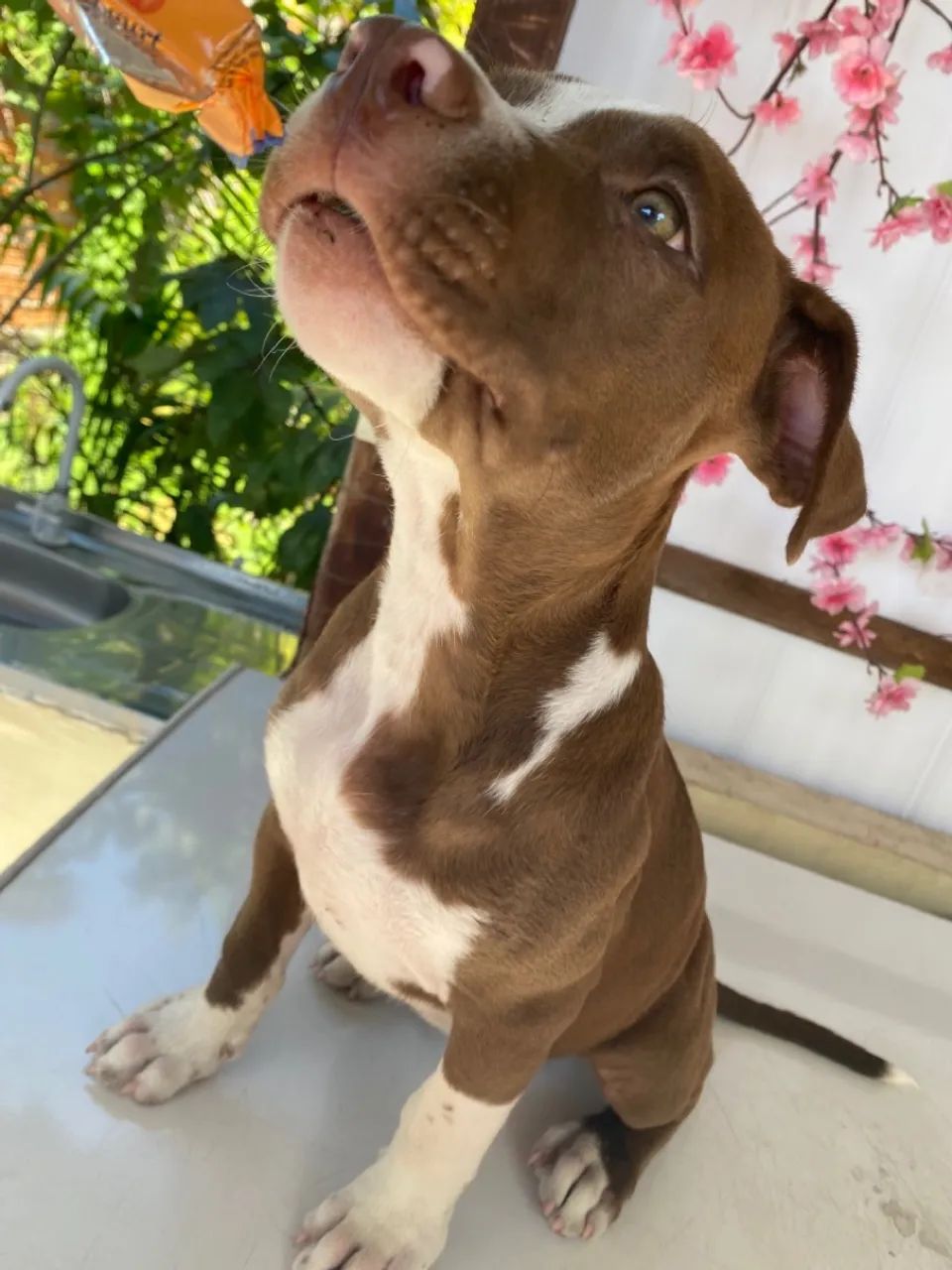 PITBULL MACHO 2 MESES - Foto 2