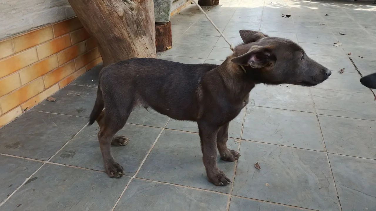 Pastor malinois 