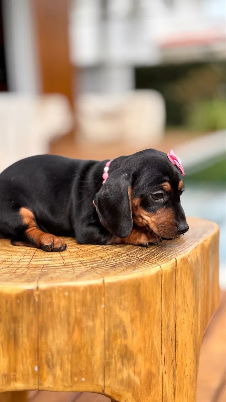 Fêmea Dachshund Linguicinha  - Foto 4
