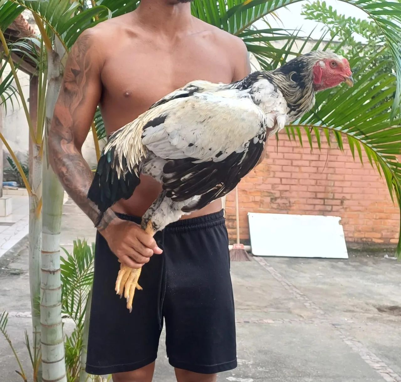 Galo - Foto 2