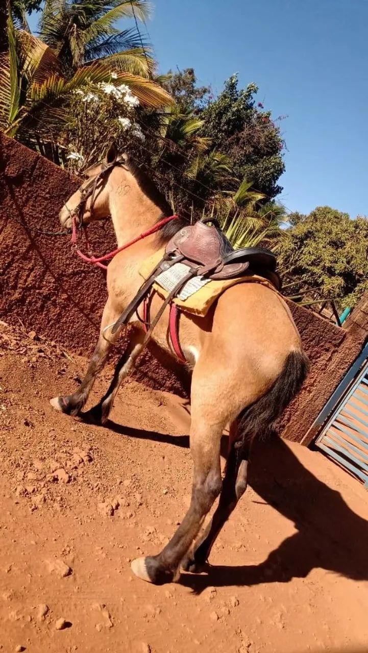 Cavalo para venda ou gambira - Foto 2