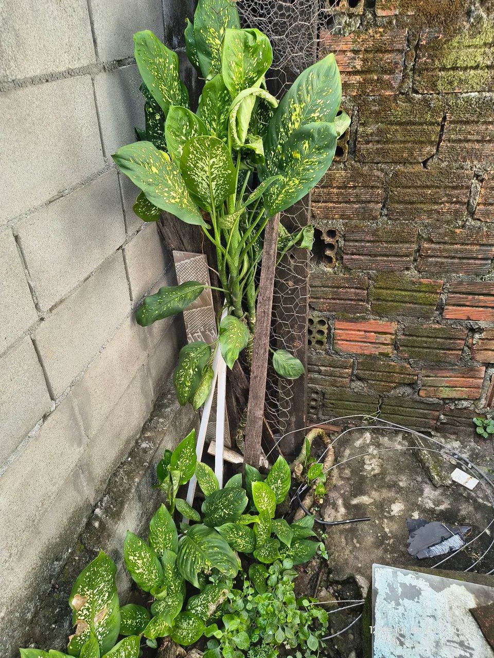 Plantas 