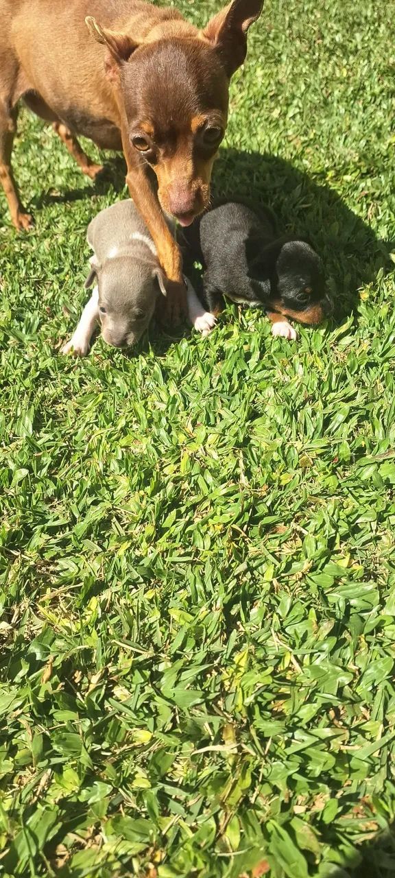Filhotes de pinscher zero  - Foto 5