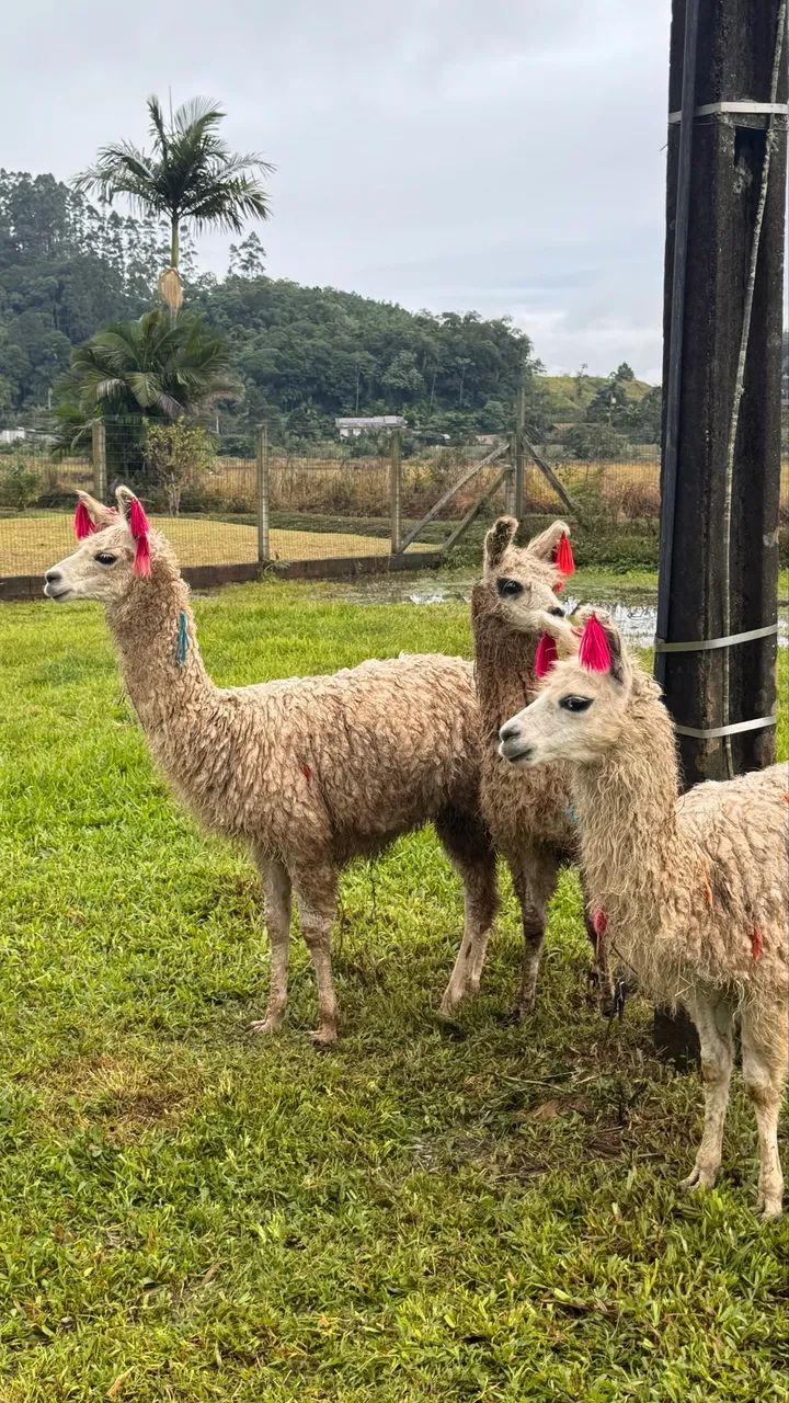 Lhamas - Camelídeos -  - Foto 4