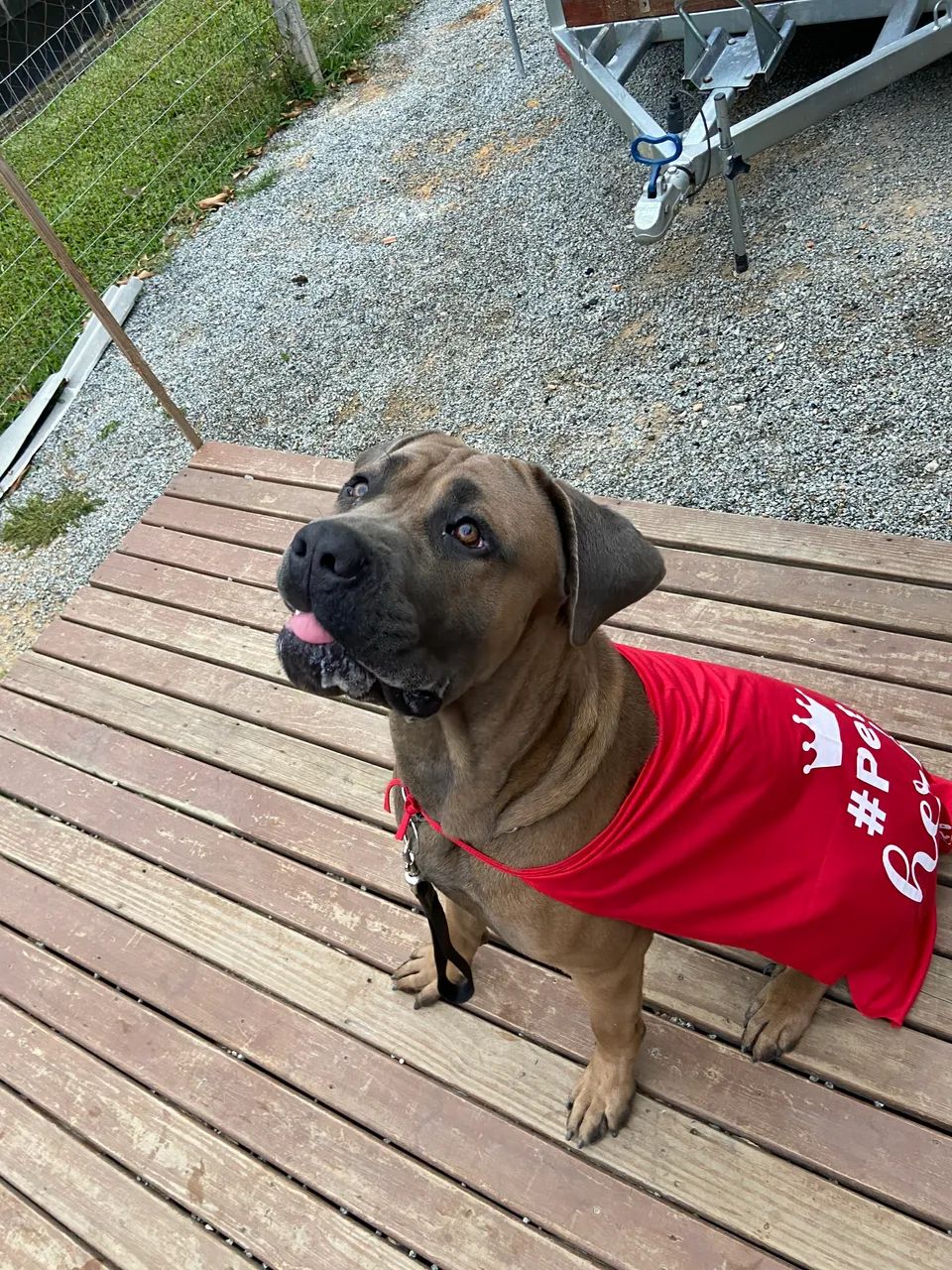 Doação Cane Corso  - Foto 2