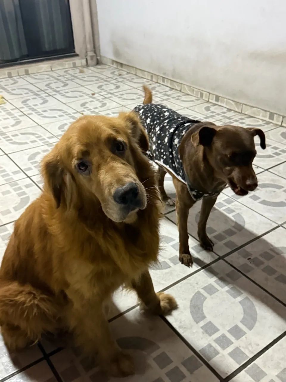 Golden Retriever DOA-SE - Foto 2