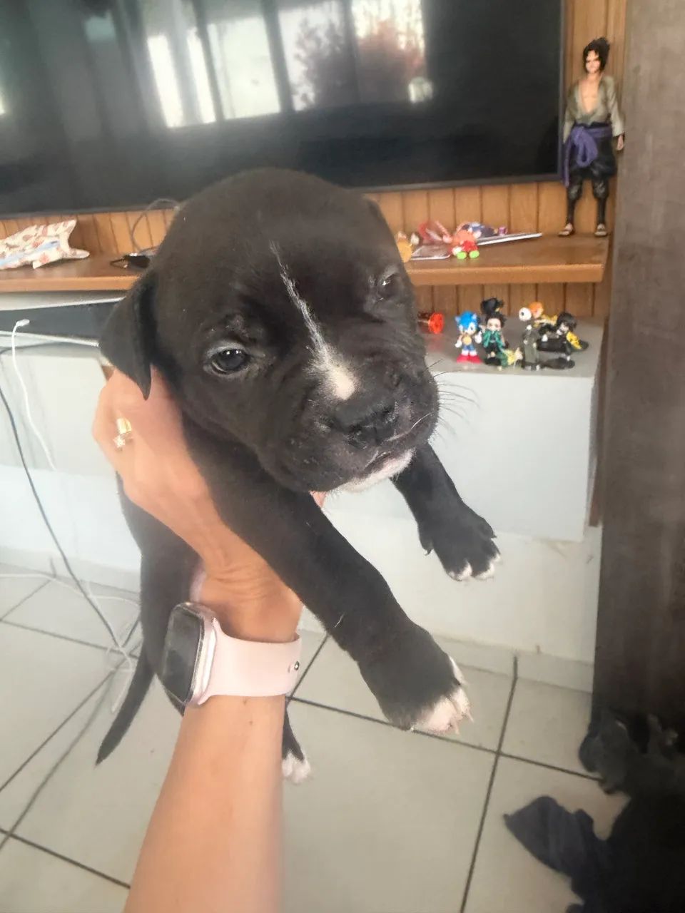 Lindos filhotes de pitbull  - Foto 4