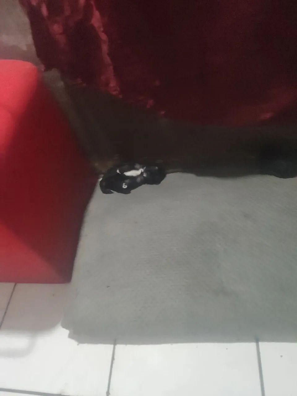 Cachorro  - Foto 2