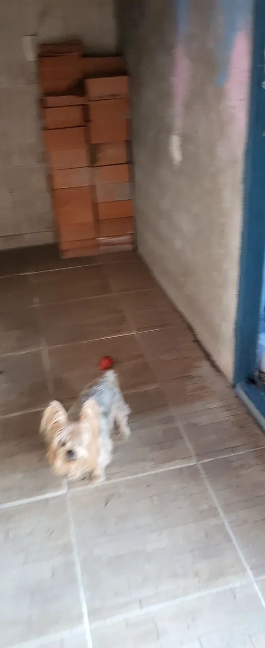 Aluga-se uma casa de vila - Foto 2