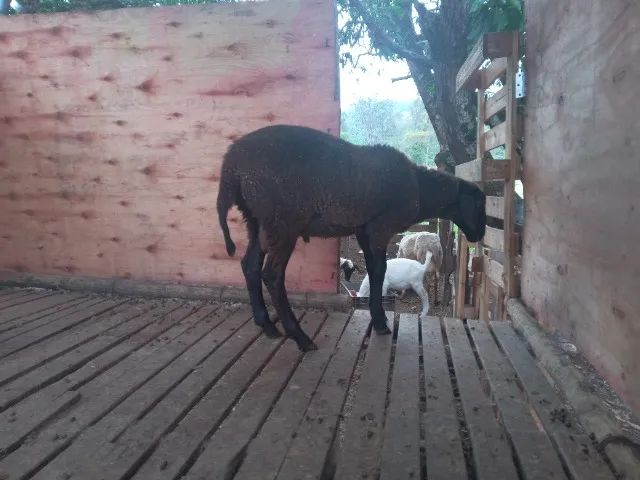 Animais  - Foto 2