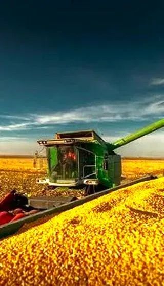 FAZENDA - ARRENDAMENTO de MILHO - Foto 5