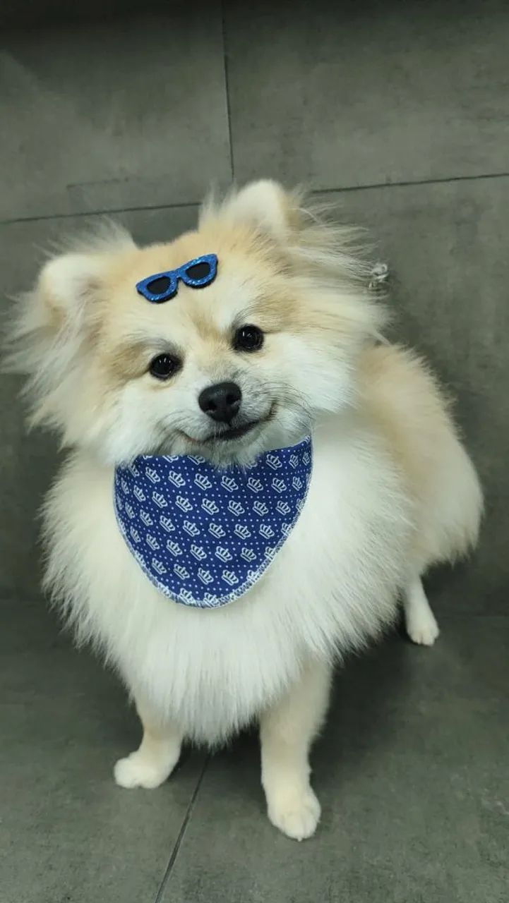 Vendo Spitz Alemão da Pomerânia*Macho 1 ano - Cachorros - Luiz de