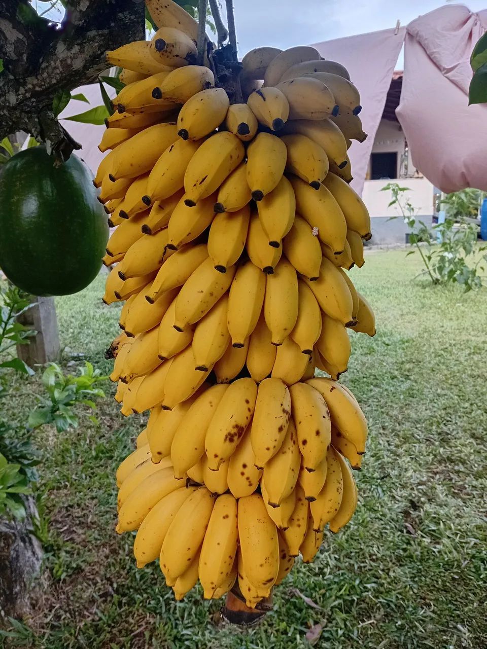 Venda de produtos rurais - Foto 2