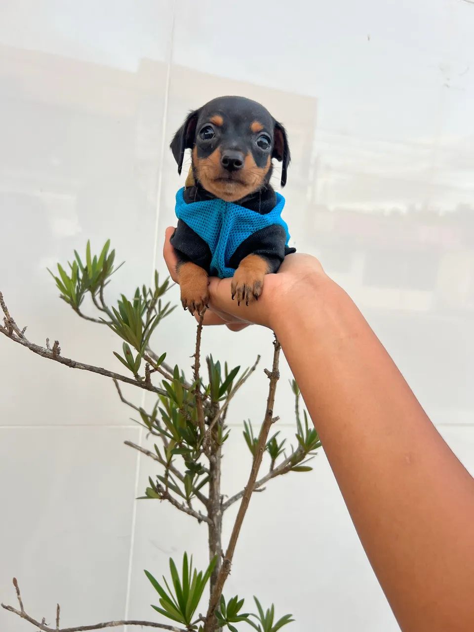 Pinscher macho disponível  - Foto 3