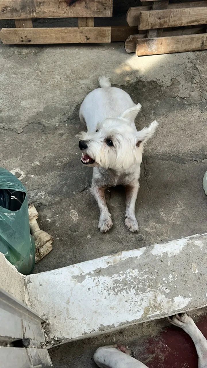 west hiland white terrier 