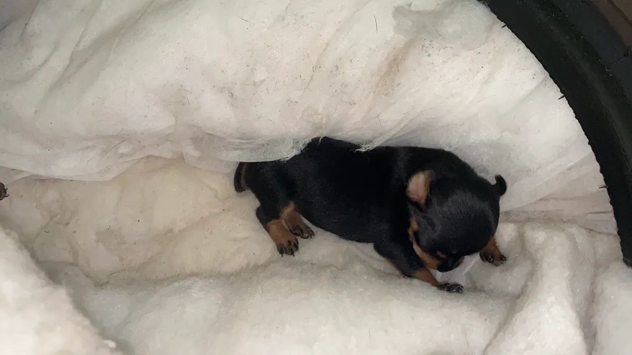 cachorro miniatura pinscher  - Foto 2