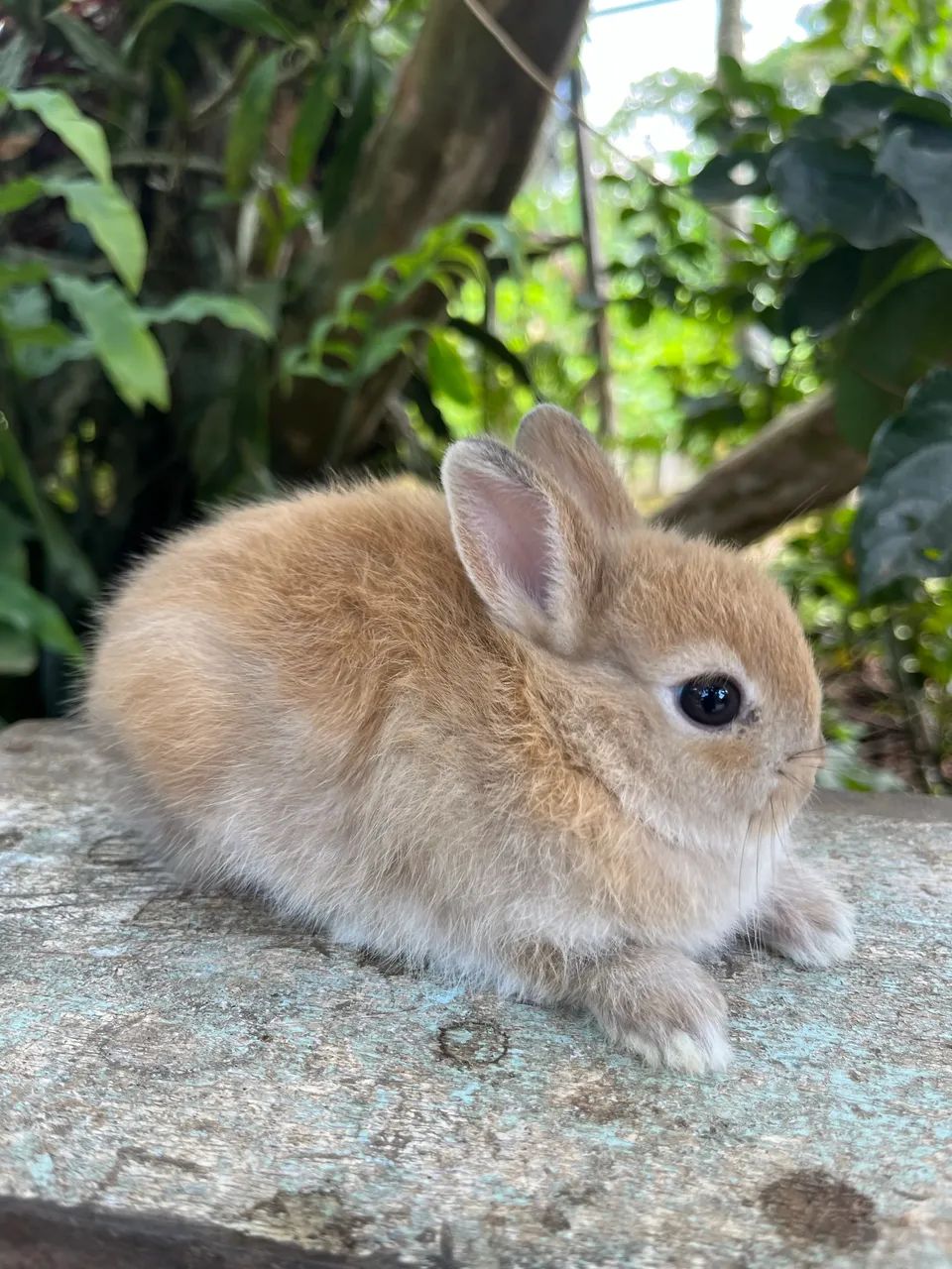 Mini coelho Netherland Padrão Pet  - Foto 6