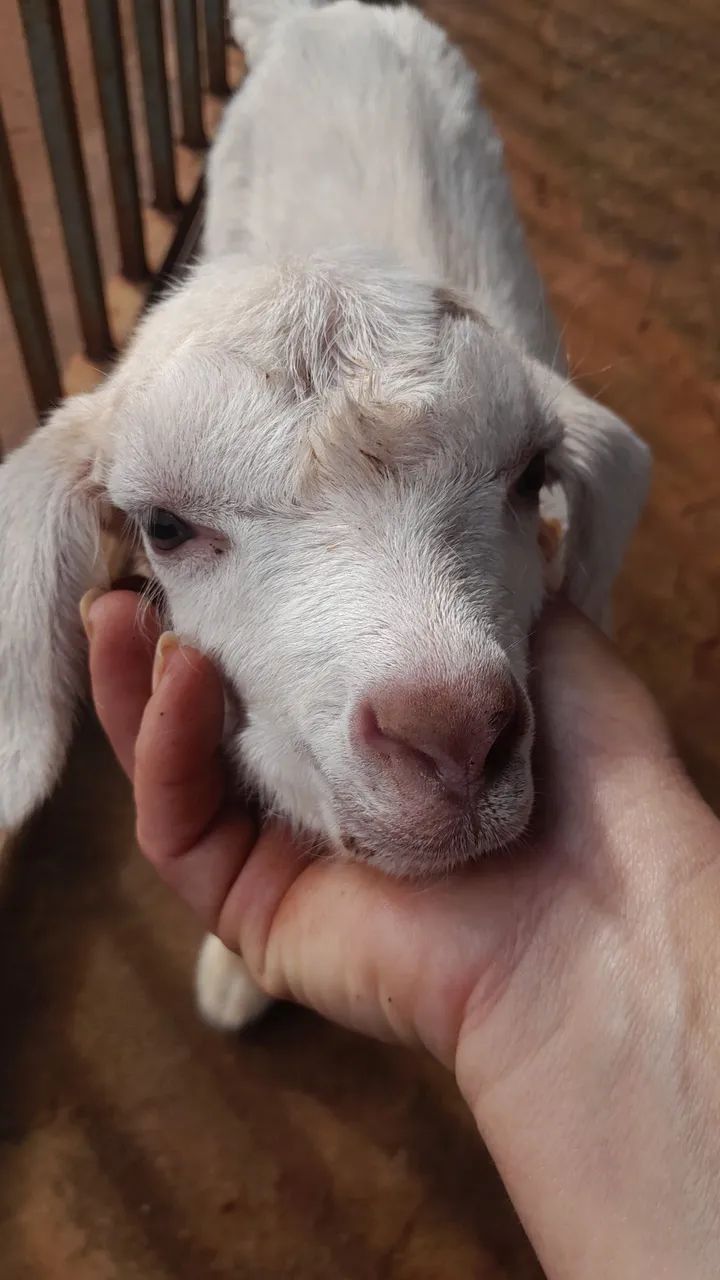 Mini cabras bezerros e muito mais p venda  - Foto 4