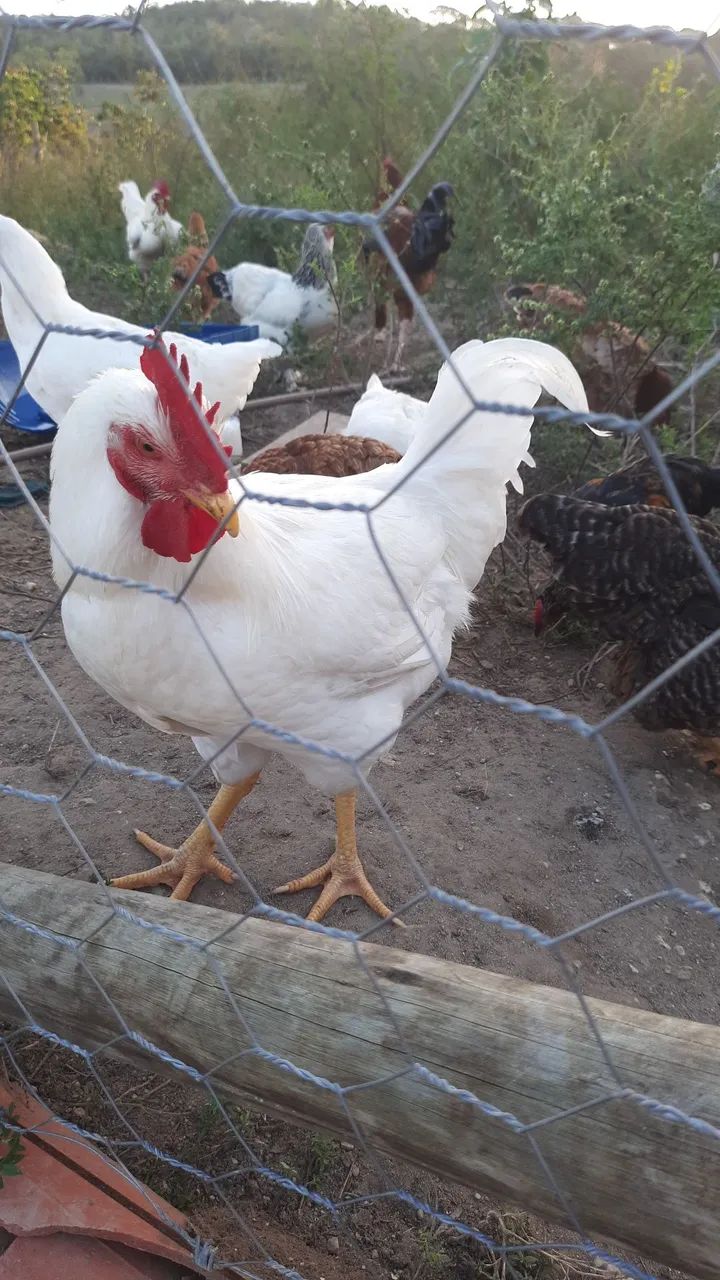 Galo de capoeira - Foto 2