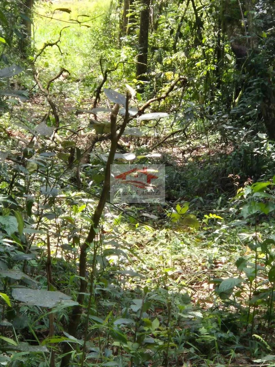 Chácara, caminho Vila Elvio- Piedade - R$ 60 mil, - Foto 4