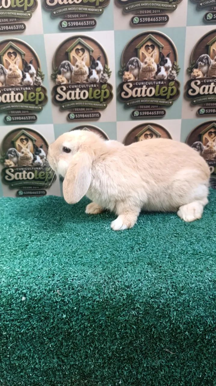 Mini Lop  - Foto 2
