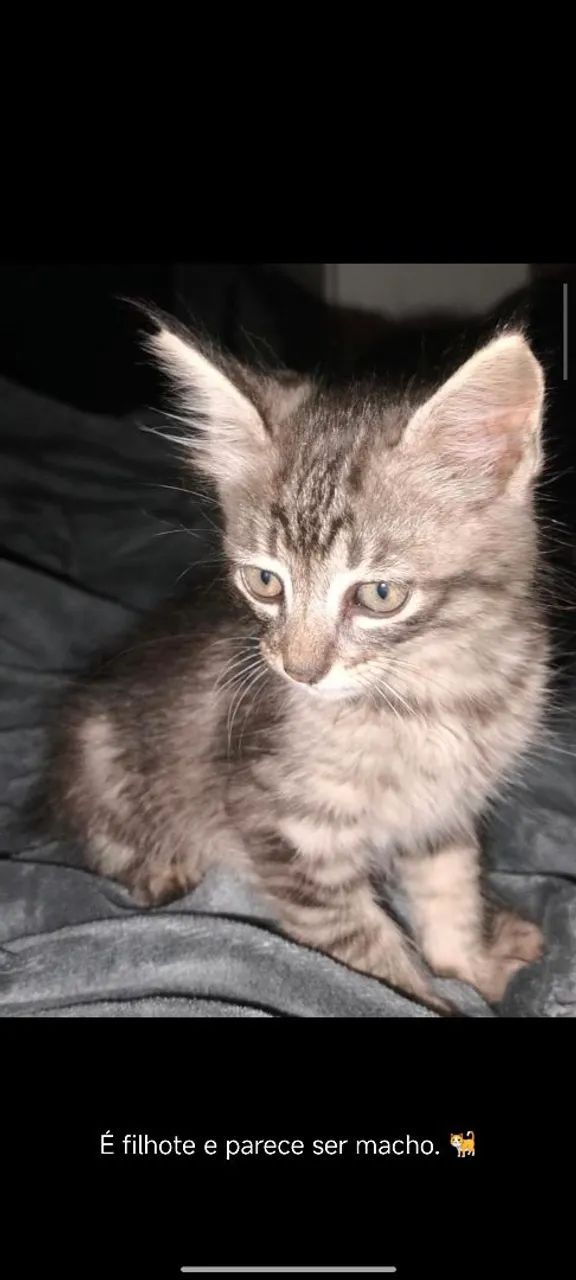 Doação de gatinho Planaltina DF - Foto 2