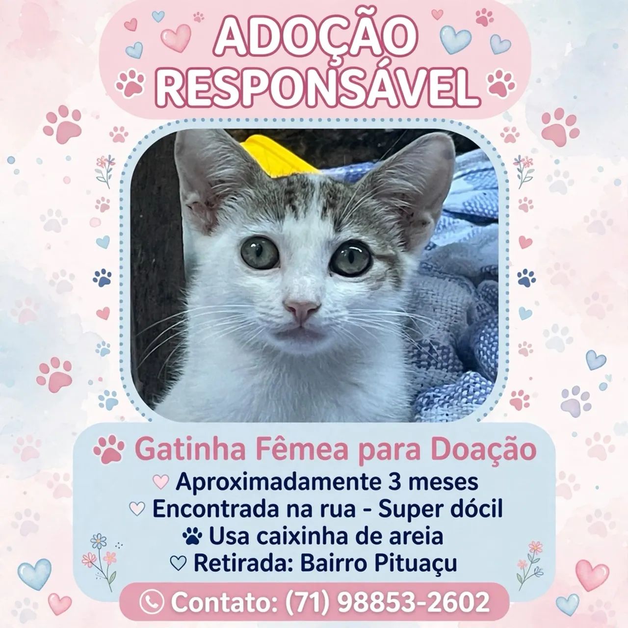 Gato - Foto 2