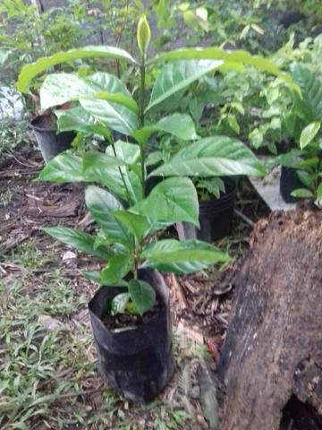 Mudas de diversas plantas e frutas - Foto 5