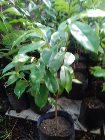 Mudas de diversas plantas e frutas - Foto 6