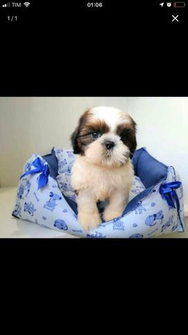 Shihtzu