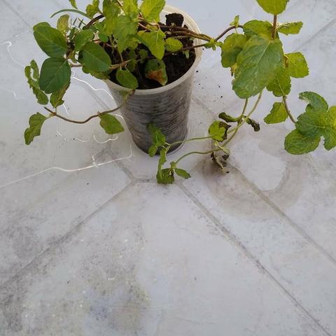 Mudas plantas medicinais - Foto 2