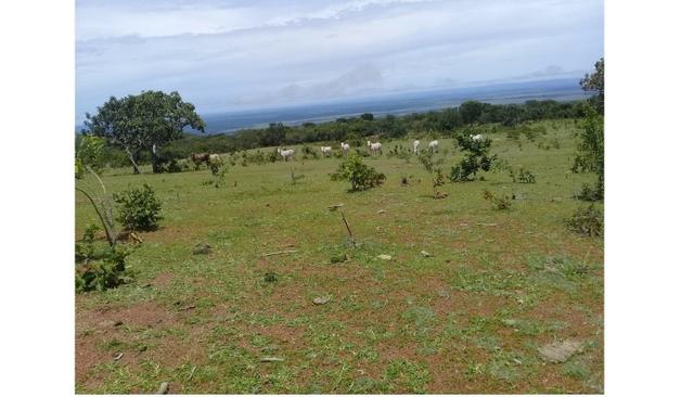 Mamão c/ açucar, 1250 hectares porteira fechada, 500 cabeças de gado, trator - Foto 4