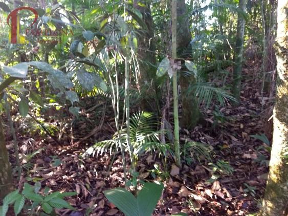 Sítio à venda em Vila itoupava, Blumenau cod:1854 - Foto 19