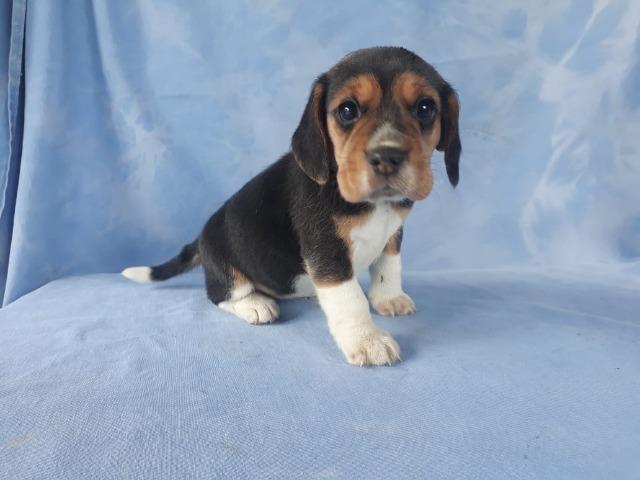 Beagle Filhotes, a única loja do pais com clinica vet própria (11)9.6842.5101