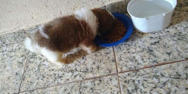 Vende-se filhote de Shitz puro macho 600 já vacinado - Foto 4