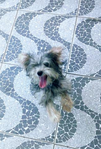 Cadela ( Raça =, schnauzer ) - Foto 4