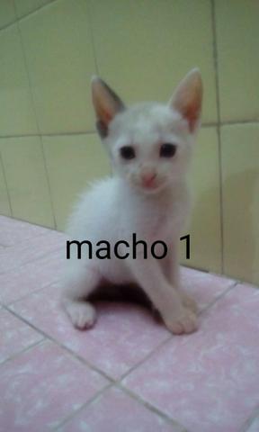 Doação de gatinhos