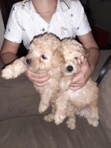 Lindos filhotes de poodle puro