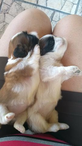 Padrão Total da Raça - Foto 3