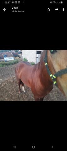 Polto quarto de milha puro nunca foi montado - Foto 2